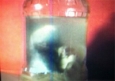 Free Rolly