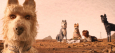 Maximum Cinema präsentiert: Wes Andersons «Isle of Dogs» am 9.5. im KOSMOS